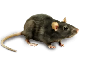 rat exterminator philadelphia