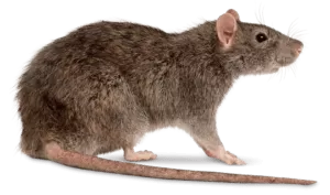 rat exterminator philadelphia