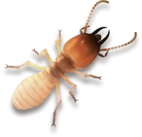 ant control philadelphia pa