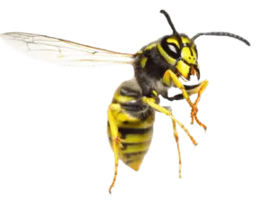 wasp pest control NJ