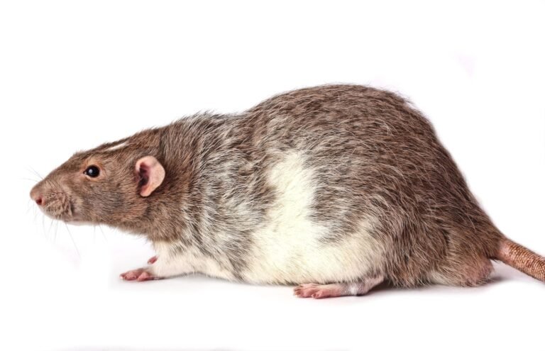 a rodent with a white background