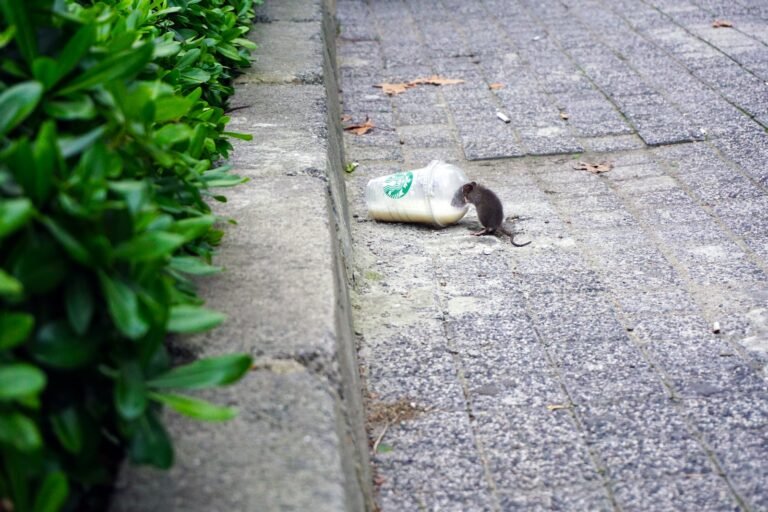 rat beside Starbucks plastic up