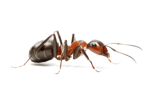 Ant Control Livingston NJ - 7 Becker Farm Rd #4R Roseland NJ 07068 United States