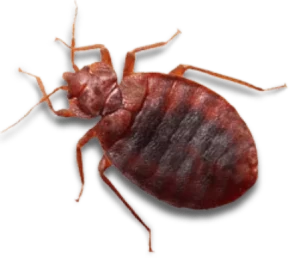 Bed Bug Exterminator Near West Orange NJ - 7 Becker Farm Rd #4R Roseland NJ 07068 United States