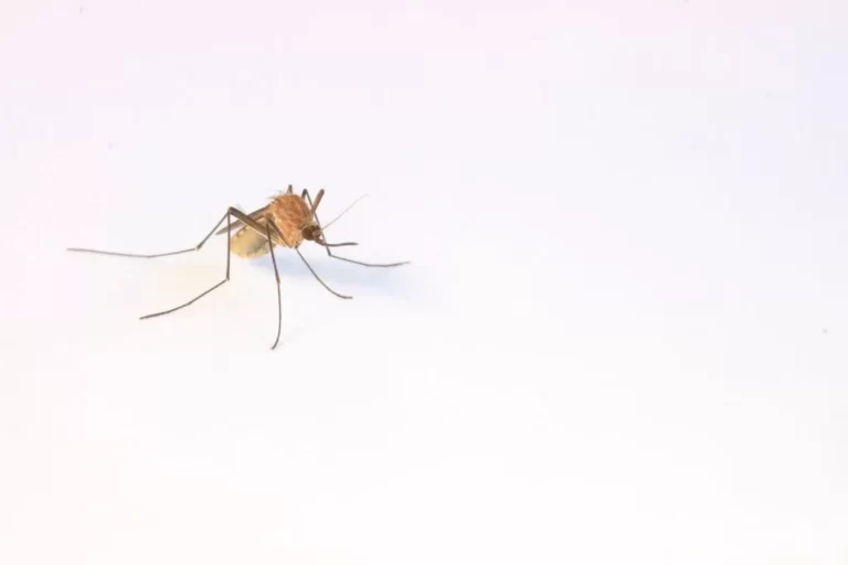 Mosquito Control Livingston NJ - 7 Becker Farm Rd #4R Roseland NJ 07068 United States