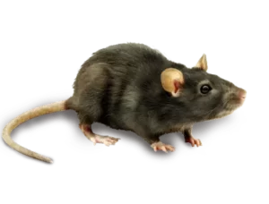 Mouse Exterminator Near Bloomfield NJ - 7 Becker Farm Rd #4R Roseland NJ 07068 United States