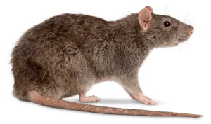 Rat Exterminator Bloomfield NJ - 7 Becker Farm Rd #4R Roseland NJ 07068 United States