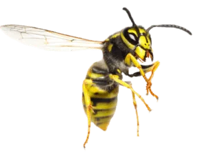 Wasp Nest Removal West Orange NJ - 7 Becker Farm Rd #4R Roseland NJ 07068 United States